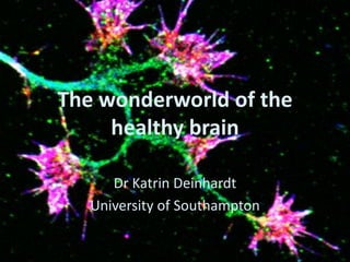The wonderworld of the
healthy brain
Dr Katrin Deinhardt
University of Southampton
 