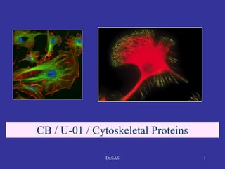 11
CB / U-01 / Cytoskeletal Proteins
Dr.SAS
 