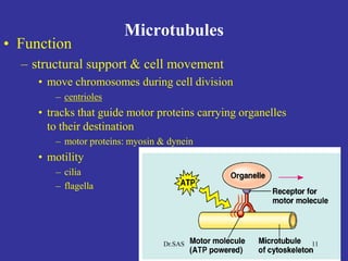 Microtubules
• Function
– structural support & cell movement
• move chromosomes during cell division
– centrioles
• tracks that guide motor proteins carrying organelles
to their destination
– motor proteins: myosin & dynein
• motility
– cilia
– flagella
11Dr.SAS
 