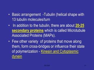 • Basic arrangement -Tubulin (helical shape with
13 tubulin molecules/turn
• In addition to the tubulin, there are about 20-25
secondary proteins which is called Microtubule
Associated Proteins (MAPs).
• Few other variety of proteins that move along
them, form cross-bridges or influence their state
of polymerization - Kinesin and Cytoplasmic
dynein
13Dr.SAS
 