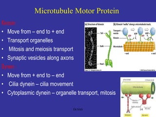Microtubule Motor Protein
Kinesin:
• Move from – end to + end
• Transport organelles
• Mitosis and meiosis transport
• Synaptic vesicles along axons
Dynein :
• Move from + end to – end
• Cilia dynein – cilia movement
• Cytoplasmic dynein – organelle transport, mitosis
14Dr.SAS
 