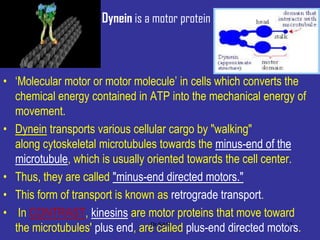 • ‘Molecular motor or motor molecule’ in cells which converts the
chemical energy contained in ATP into the mechanical energy of
movement.
• Dynein transports various cellular cargo by "walking"
along cytoskeletal microtubules towards the minus-end of the
microtubule, which is usually oriented towards the cell center.
• Thus, they are called "minus-end directed motors."
• This form of transport is known as retrograde transport.
• In CONTRAST, kinesins are motor proteins that move toward
the microtubules' plus end, are called plus-end directed motors.
Dynein is a motor protein
15Dr.SAS
 