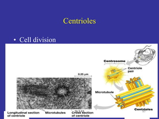 Centrioles
• Cell division
– in animal cells, pair of centrioles
organize microtubules guiding chromosomes in
cell division
17Dr.SAS
 