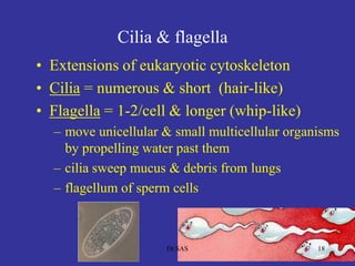 Cilia & flagella
• Extensions of eukaryotic cytoskeleton
• Cilia = numerous & short (hair-like)
• Flagella = 1-2/cell & longer (whip-like)
– move unicellular & small multicellular organisms
by propelling water past them
– cilia sweep mucus & debris from lungs
– flagellum of sperm cells
18Dr.SAS
 