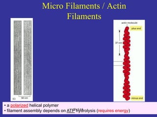 1919
• a polarized helical polymer
• filament assembly depends on ATP hydrolysis (requires energy)
Micro Filaments / Actin
Filaments
Dr.SAS
 