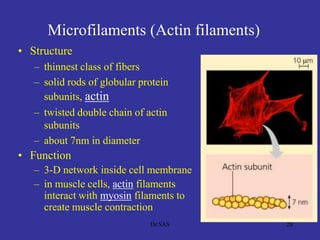 Microfilaments (Actin filaments)
• Structure
– thinnest class of fibers
– solid rods of globular protein
subunits, actin
– twisted double chain of actin
subunits
– about 7nm in diameter
• Function
– 3-D network inside cell membrane
– in muscle cells, actin filaments
interact with myosin filaments to
create muscle contraction
20Dr.SAS
 