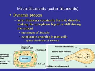 Microfilaments (actin filaments)
• Dynamic process
– actin filaments constantly form & dissolve
making the cytoplasm liquid or stiff during
movement
• movement of Amoeba
• cytoplasmic streaming in plant cells
– speeds distribution of materials
21Dr.SAS
 