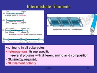 2323
•not found in all eukaryotes
• heterogenous: tissue specific
-several proteins with different amino acid composition
• NO energy required,
• NO filament polarity
Intermediate filaments
Dr.SAS
 