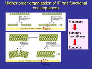 2424
Higher order organization of IF has functional
consequences
Monomers
Polymers
(protofilament)
Filaments
Dr.SAS
 