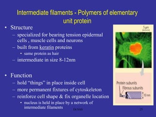 Intermediate filaments - Polymers of elementary
unit protein
• Structure
– specialized for bearing tension epidermal
cells , muscle cells and neurons
– built from keratin proteins
• same protein as hair
– intermediate in size 8-12nm
• Function
– hold “things” in place inside cell
– more permanent fixtures of cytoskeleton
– reinforce cell shape & fix organelle location
• nucleus is held in place by a network of
intermediate filaments 25Dr.SAS
 