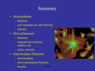 Summary
• Microtubules
– thickest
– cell structure & cell motility
– tubulin
• Microfilaments
– thinnest
– internal movements
within cell
– actin, myosin
• Intermediate filaments
– intermediate
– more permanent fixtures
– keratin 28Dr.SAS
 