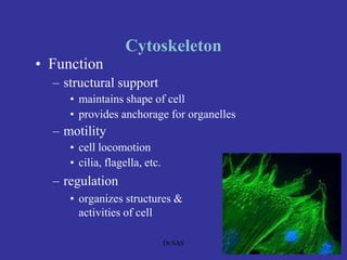 Cytoskeleton
• Function
– structural support
• maintains shape of cell
• provides anchorage for organelles
– motility
• cell locomotion
• cilia, flagella, etc.
– regulation
• organizes structures &
activities of cell
4Dr.SAS
 