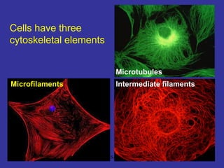 77
Cells have three
cytoskeletal elements
Microfilaments Intermediate filaments
Microtubules
Dr.SAS
 