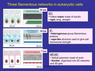 99
Three filamentous networks in eukaryotic cells
MT:
• hollow tubes made of tubulin
• rigid, long, straight
MF/AF:
• helical polymers made of actin
• flexible, organized into 2D networks
and 3D gels
IF:
• heterogenous group filamentous
proteins
• rope-like structure used to give cell
mechanical strength
25 nm
10 nm
7 nm
Dr.SAS
 