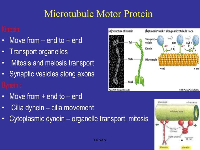 Microtubule Motor Proteins Impremedia Net