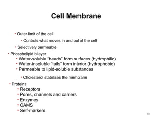10 
Cell Membrane 
• Outer limit of the cell 
• Controls what moves in and out of the cell 
• Selectively permeable 
• Phospholipid bilayer 
• Water-soluble “heads” form surfaces (hydrophilic) 
• Water-insoluble “tails” form interior (hydrophobic) 
• Permeable to lipid-soluble substances 
• Cholesterol stabilizes the membrane 
• Proteins: 
• Receptors 
• Pores, channels and carriers 
• Enzymes 
• CAMS 
• Self-markers 
 