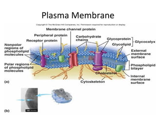 Plasma Membrane 
 