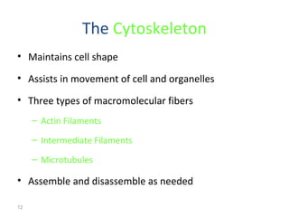 12 
The Cytoskeleton 
• Maintains cell shape 
• Assists in movement of cell and organelles 
• Three types of macromolecular fibers 
– Actin Filaments 
– Intermediate Filaments 
– Microtubules 
• Assemble and disassemble as needed 
 
