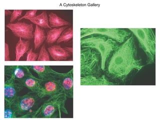 A Cytoskeleton Gallery 
 