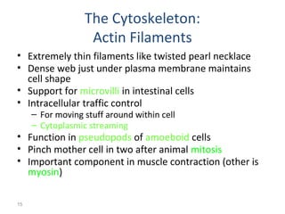 15 
The Cytoskeleton: 
Actin Filaments 
• Extremely thin filaments like twisted pearl necklace 
• Dense web just under plasma membrane maintains 
cell shape 
• Support for microvilli in intestinal cells 
• Intracellular traffic control 
– For moving stuff around within cell 
– Cytoplasmic streaming 
• Function in pseudopods of amoeboid cells 
• Pinch mother cell in two after animal mitosis 
• Important component in muscle contraction (other is 
myosin) 
 