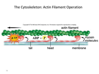 16 
The Cytoskeleton: Actin Filament Operation 
 