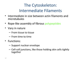 17 
The Cytoskeleton: 
Intermediate Filaments 
• Intermediate in size between actin filaments and 
microtubules 
• Rope-like assembly of fibrous polypeptides 
• Vary in nature 
– From tissue to tissue 
– From time to time 
• Functions: 
– Support nuclear envelope 
– Cell-cell junctions, like those holding skin cells tightly 
together 
 