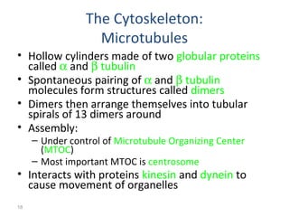 18 
The Cytoskeleton: 
Microtubules 
• Hollow cylinders made of two globular proteins 
called a and b tubulin 
• Spontaneous pairing of a and b tubulin 
molecules form structures called dimers 
• Dimers then arrange themselves into tubular 
spirals of 13 dimers around 
• Assembly: 
– Under control of Microtubule Organizing Center 
(MTOC) 
– Most important MTOC is centrosome 
• Interacts with proteins kinesin and dynein to 
cause movement of organelles 
 