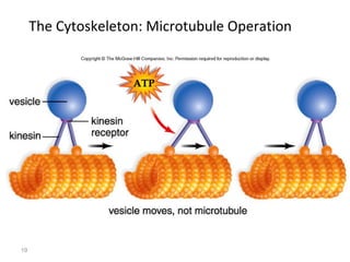 19 
The Cytoskeleton: Microtubule Operation 
 