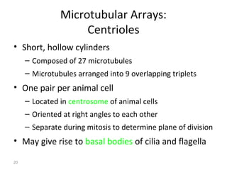 20 
Microtubular Arrays: 
Centrioles 
• Short, hollow cylinders 
– Composed of 27 microtubules 
– Microtubules arranged into 9 overlapping triplets 
• One pair per animal cell 
– Located in centrosome of animal cells 
– Oriented at right angles to each other 
– Separate during mitosis to determine plane of division 
• May give rise to basal bodies of cilia and flagella 
 