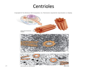 21 
Centrioles 
 