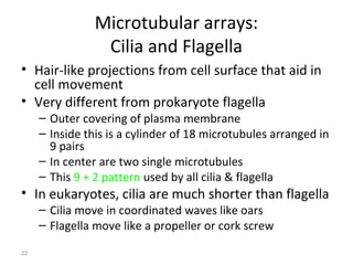 22 
Microtubular arrays: 
Cilia and Flagella 
• Hair-like projections from cell surface that aid in 
cell movement 
• Very different from prokaryote flagella 
– Outer covering of plasma membrane 
– Inside this is a cylinder of 18 microtubules arranged in 
9 pairs 
– In center are two single microtubules 
– This 9 + 2 pattern used by all cilia & flagella 
• In eukaryotes, cilia are much shorter than flagella 
– Cilia move in coordinated waves like oars 
– Flagella move like a propeller or cork screw 
 