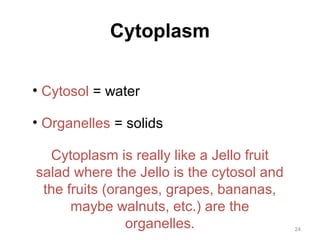 24 
Cytoplasm 
• Cytosol = water 
• Organelles = solids 
Cytoplasm is really like a Jello fruit 
salad where the Jello is the cytosol and 
the fruits (oranges, grapes, bananas, 
maybe walnuts, etc.) are the 
organelles. 
 