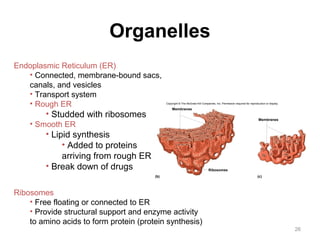 26 
Organelles 
Endoplasmic Reticulum (ER) 
• Connected, membrane-bound sacs, 
canals, and vesicles 
• Transport system 
• Rough ER 
• Studded with ribosomes 
• Smooth ER 
• Lipid synthesis 
• Added to proteins 
arriving from rough ER 
• Break down of drugs 
Ribosomes 
Copyright © The McGraw-Hill Companies, Inc. Permission required for reproduction or display. 
Membranes 
• Free floating or connected to ER 
• Provide structural support and enzyme activity 
to amino acids to form protein (protein synthesis) 
Ribosomes 
Membranes 
(b) (c) 
 