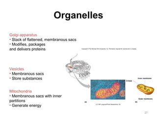 27 
Organelles 
Golgi apparatus 
• Stack of flattened, membranous sacs 
• Modifies, packages 
and delivers proteins 
Copyright © The McGraw-Hill Companies, Inc. Permission required for reproduction or display. 
Vesicles 
• Membranous sacs 
• Store substances Inner membrane 
Outer membrane 
Cristae 
(a) (b) 
a: © Bill Longcore/Photo Researchers, Inc. 
Mitochondria 
• Membranous sacs with inner 
partitions 
• Generate energy 
 