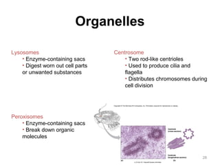 28 
Organelles 
Lysosomes 
• Enzyme-containing sacs 
• Digest worn out cell parts 
or unwanted substances 
Peroxisomes 
• Enzyme-containing sacs 
• Break down organic 
molecules 
Centrosome 
• Two rod-like centrioles 
• Used to produce cilia and 
flagella 
• Distributes chromosomes during 
cell division 
Copyright © The McGraw-Hill Companies, Inc. Permission required for reproduction or display. 
Centriole 
(cross-section) 
Centriole 
(longitudinal section) 
(a) (b) 
a: © Don W. Fawcett/Visuals Unlimited 
 