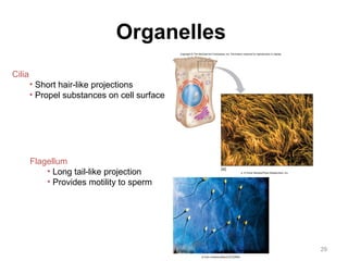 29 
Organelles 
Cilia 
• Short hair-like projections 
• Propel substances on cell surface 
Flagellum 
• Long tail-like projection 
• Provides motility to sperm 
Copyright © The McGraw-Hill Companies, Inc. Permission required for reproduction or display. 
(a) 
a: © Oliver Meckes/Photo Researchers, Inc. 
© Colin Anderson/Brand X/CORBIS 
 