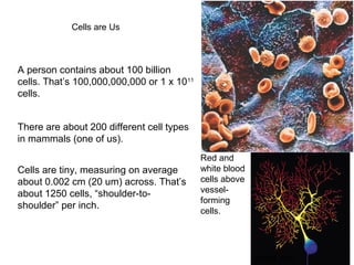 Cells are Us 
A person contains about 100 billion 
cells. That’s 100,000,000,000 or 1 x 1011 
cells. 
There are about 200 different cell types 
in mammals (one of us). 
Cells are tiny, measuring on average 
about 0.002 cm (20 um) across. That’s 
about 1250 cells, “shoulder-to-shoulder” 
per inch. 
nerve cell 
Red and 
white blood 
cells above 
vessel-forming 
cells. 
 