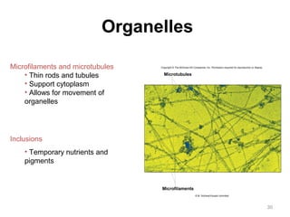 30 
Organelles 
Microfilaments and microtubules 
• Thin rods and tubules 
• Support cytoplasm 
• Allows for movement of 
organelles 
Inclusions 
• Temporary nutrients and 
pigments 
Copyright © The McGraw-Hill Companies, Inc. Permission required for reproduction or display. 
Microtubules 
Microfilaments 
© M. Schliwa/Visuals Unlimited 
 