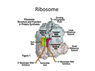 Ribosome 
 