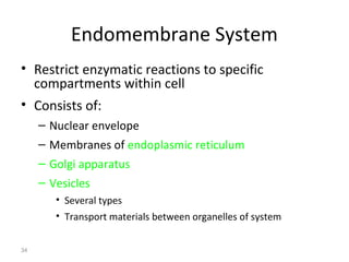 34 
Endomembrane System 
• Restrict enzymatic reactions to specific 
compartments within cell 
• Consists of: 
– Nuclear envelope 
– Membranes of endoplasmic reticulum 
– Golgi apparatus 
– Vesicles 
• Several types 
• Transport materials between organelles of system 
 