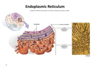 36 
Endoplasmic Reticulum 
 