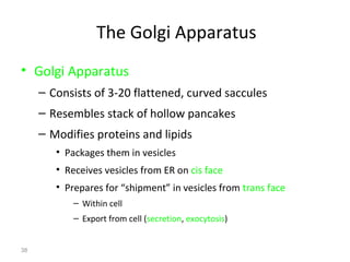 38 
The Golgi Apparatus 
• Golgi Apparatus 
– Consists of 3-20 flattened, curved saccules 
– Resembles stack of hollow pancakes 
– Modifies proteins and lipids 
• Packages them in vesicles 
• Receives vesicles from ER on cis face 
• Prepares for “shipment” in vesicles from trans face 
– Within cell 
– Export from cell (secretion, exocytosis) 
 