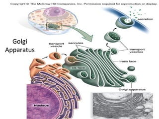 Golgi 
Apparatus 
39 
 