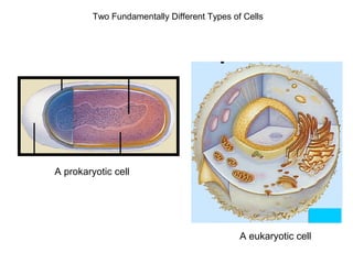 Two Fundamentally Different Types of Cells 
A prokaryotic cell 
A eukaryotic cell 
 
