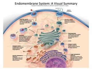 40 
Endomembrane System: A Visual Summary 
 