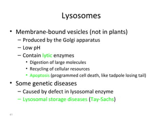 41 
Lysosomes 
• Membrane-bound vesicles (not in plants) 
– Produced by the Golgi apparatus 
– Low pH 
– Contain lytic enzymes 
• Digestion of large molecules 
• Recycling of cellular resources 
• Apoptosis (programmed cell death, like tadpole losing tail) 
• Some genetic diseases 
– Caused by defect in lysosomal enzyme 
– Lysosomal storage diseases (Tay-Sachs) 
 