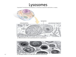 42 
Lysosomes 
 