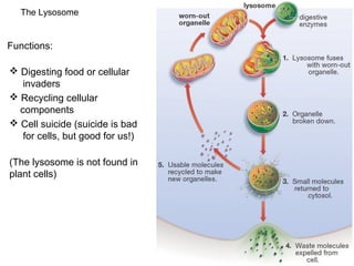 The Lysosome 
Functions: 
 Digesting food or cellular 
invaders 
 Recycling cellular 
components 
 Cell suicide (suicide is bad 
for cells, but good for us!) 
(The lysosome is not found in 
plant cells) 
 