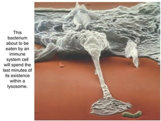 This 
bacterium 
about to be 
eaten by an 
immune 
system cell 
will spend the 
last minutes of 
its existence 
within a 
lysosome. 
 