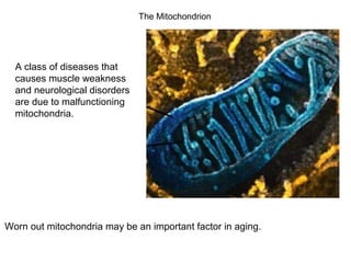The Mitochondrion 
A class of diseases that 
causes muscle weakness 
and neurological disorders 
are due to malfunctioning 
mitochondria. 
Worn out mitochondria may be an important factor in aging. 
 